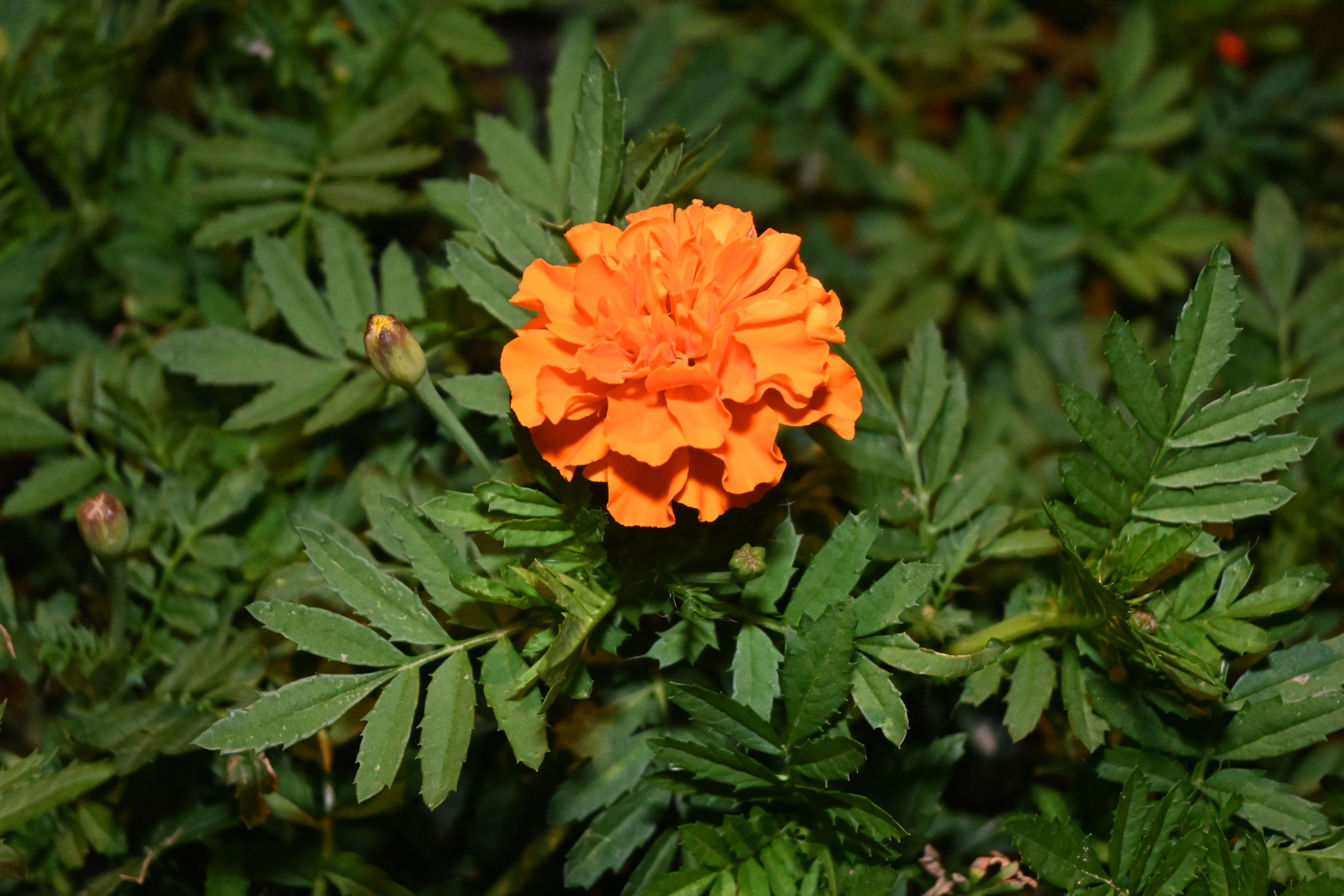 北京 - 一朵小花