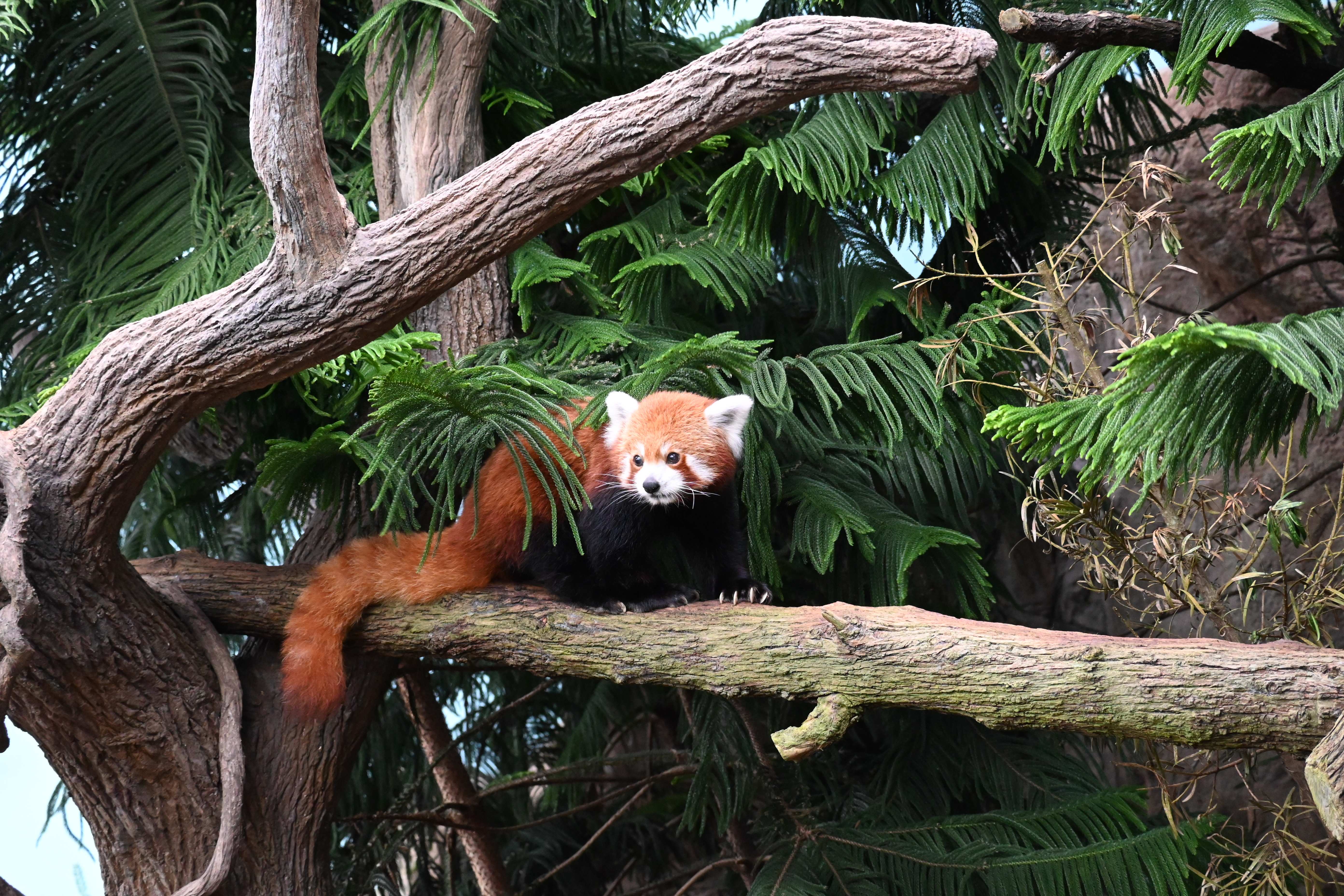 新加坡 - 小熊猫