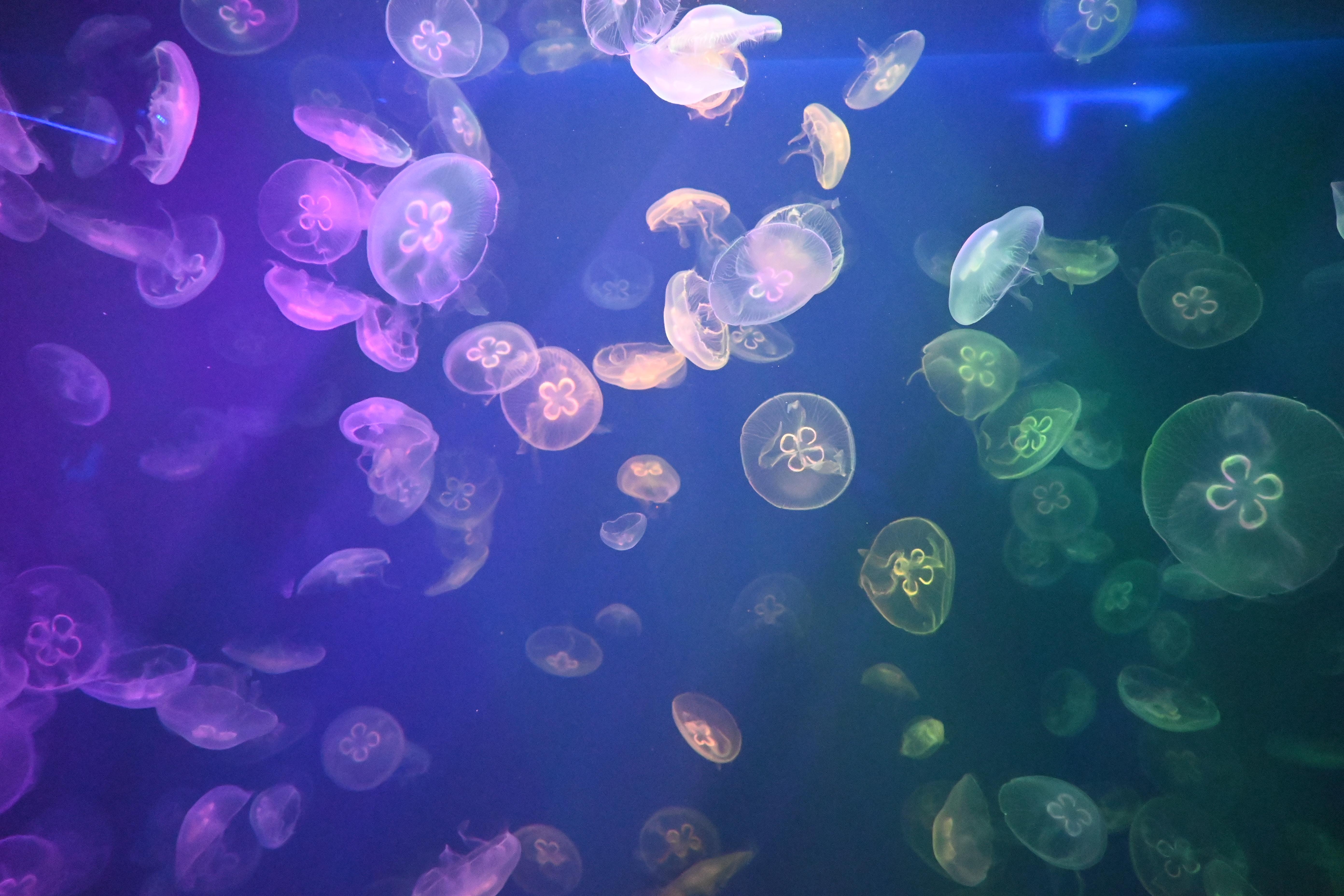 新加坡 - 水母们