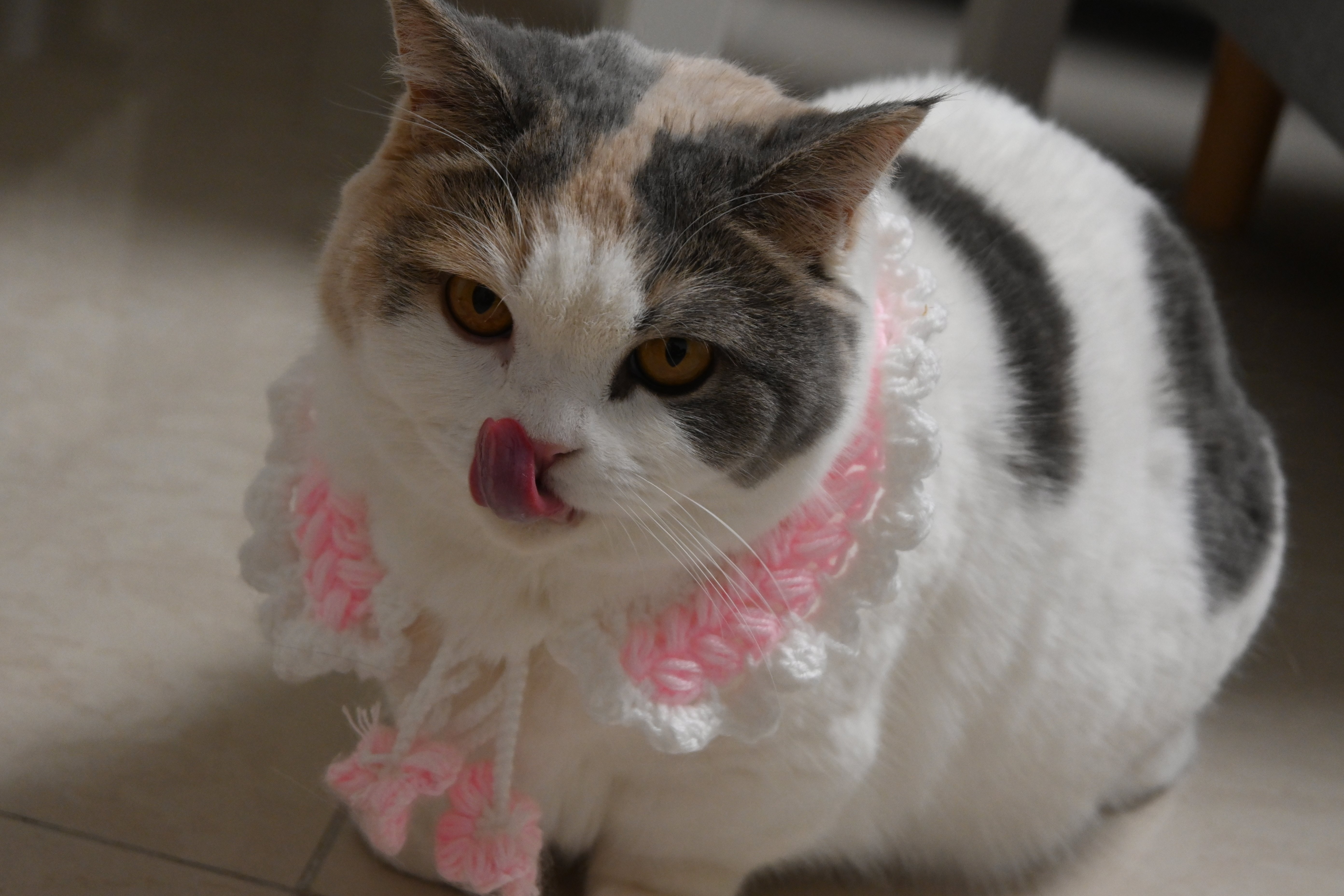 凶神恶煞的小花